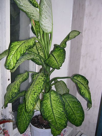 Комнатное растение - Диффенбахия