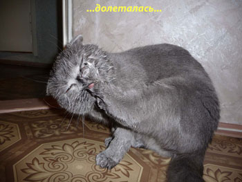 Кошка породы Скоттиш-фолд - фото 4